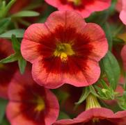 Calibrachoa MiniFamous 'Neo Coral Flash'