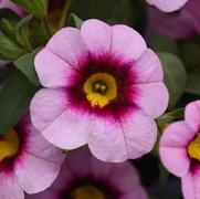 Calibrachoa MiniFamous 'Neo Light Pink Eye'