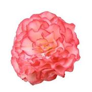 Begonia X tuberhybrida 'Nonstop Rose Picotee'