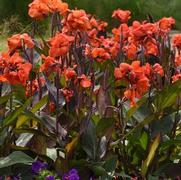 Canna Cannova 'Bronze Orange'
