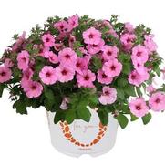 Petunia 'Durabloom Royal Pink'