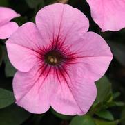 Petunia 'Headliner Pink Vein'