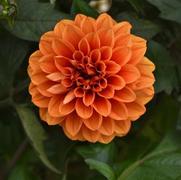 Dahlia hybrid 'City Lights Apricot Glow'