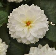 Dahlia hybrid 'Dalaya White'