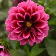 Dahlia hybrid 'Dalaya Cranberry'