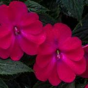 Impatiens hybrid 'Compact Rose Glow'
