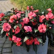 Impatiens hawkeri 'Magnum Hot Pink'
