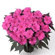 Impatiens hawkeri 'Magnum Blue'