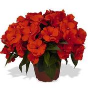 Impatiens hawkeri 'Magnum Fire'