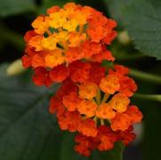 Lantana camara 'Landmark Red'