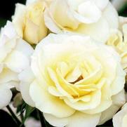 Rosa 'Macy's Pride' Rosa 'Macy's Pride'