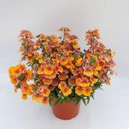 Nemesia hybrid 'Angelart Peach Improved'