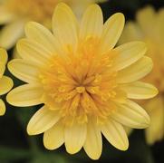 Osteospermum '4D Sunburst'