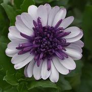 Osteospermum '4D Violet Ice'