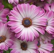 Osteospermum 'Serenity Pink Party'