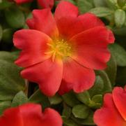 Portulaca oleracea 'RioGrande Red'