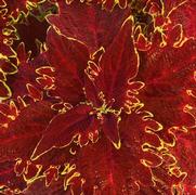Coleus scutellarioides 'Charged Up Vulcan'