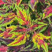Coleus scutellarioides 'Flame Thrower Chili Pepper'
