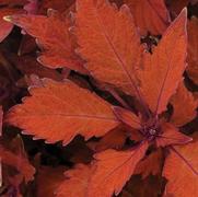 Coleus scutellarioides 'Flame Thrower Habanero'