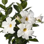 Mandevilla hybrid 'Madinia Elegant White'