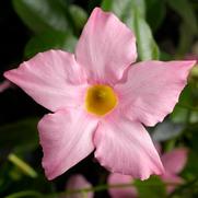 Mandevilla hybrid 'Madinia Maximo Light Pink'