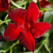 Mandevilla hybrid 'Madinia Maximo Red'