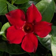 Mandevilla hybrid 'Madinia Deep Red'