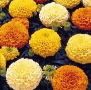 Marigold 'Marvel Series'
