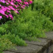 Asparagus Densiflorus 'Fuzzy Fern'