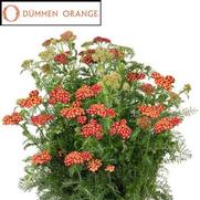 Achillea millefolium 'Skysail Fire'