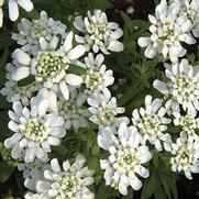 Iberis sempervirens 'Snowflake'