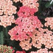 Achillea millifolium 'Tutti Frutti Apricot Delight'