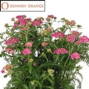 Achillea millefolium 'Skysail Bright Pink'