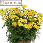 Achillea millefolium 'Skysail Yellow'
