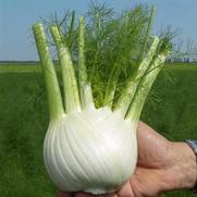 Fennel 'Dragon'