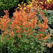 Agastache hybrid 'Kudos Mandarin'