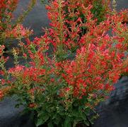 Agastache hybrid 'Kudos Red'