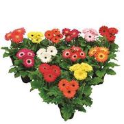 Gerbera jamesonii 'Flori Line Maxi Select Mix'