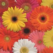 Gerbera jamesonii 'Revolution Mix Select'