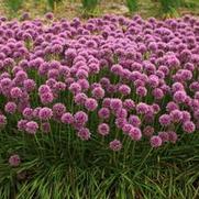 Allium hybrid 'Glitterbug Bees Knees'