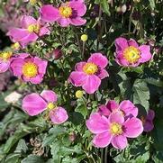 Anemone hybrid 'Dawn Breaker'