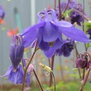 Aquilegia alpina 'Blue'