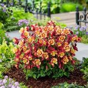 Aquilegia hybrid 'Earlybird Red Yellow'