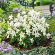 Aquilegia hybrid 'Earlybird White'