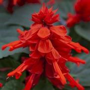 Salvia splendens 'Mojave'