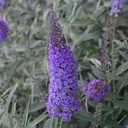 Buddleia davidii 'Monarch Blue Knight'