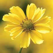 Coreopsis verticillata 'Creme Brulee'