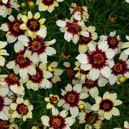 Coreopsis verticillata 'Sizzle & Spice Red Hot Vanilla'