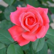 Rosa 'America' Rosa 'America'