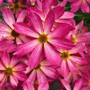 Coreopsis hybrid 'Fall Sensation Quartz'